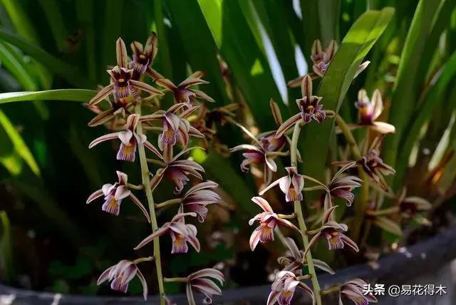 硬叶兰与纹瓣兰哪个贵,兰花老品种出艺莲瓣兰