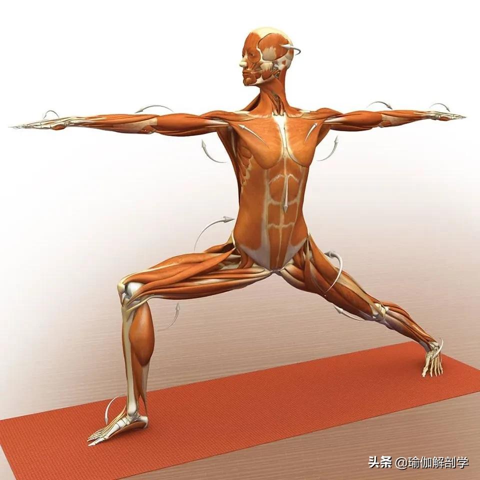 正位瑜伽哈他体式编排,精准正位60分钟瑜伽体式