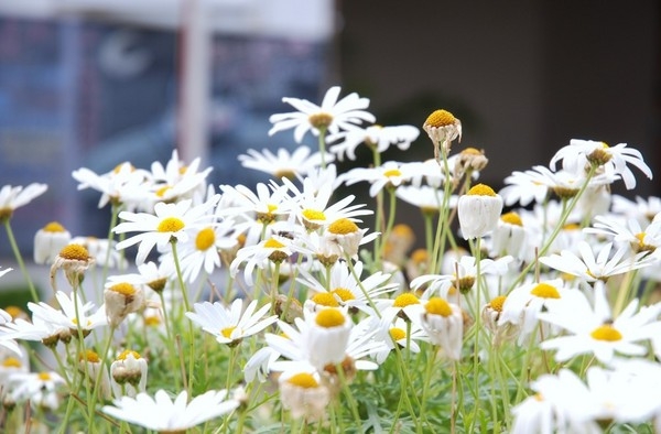 云南双廊自助旅游攻略,云南旅游大理双廊旅游攻略路线图