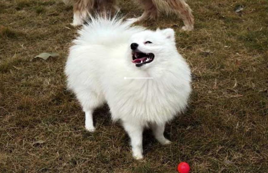 狗口炎最佳治疗方法,狗口炎一年了怎么处理