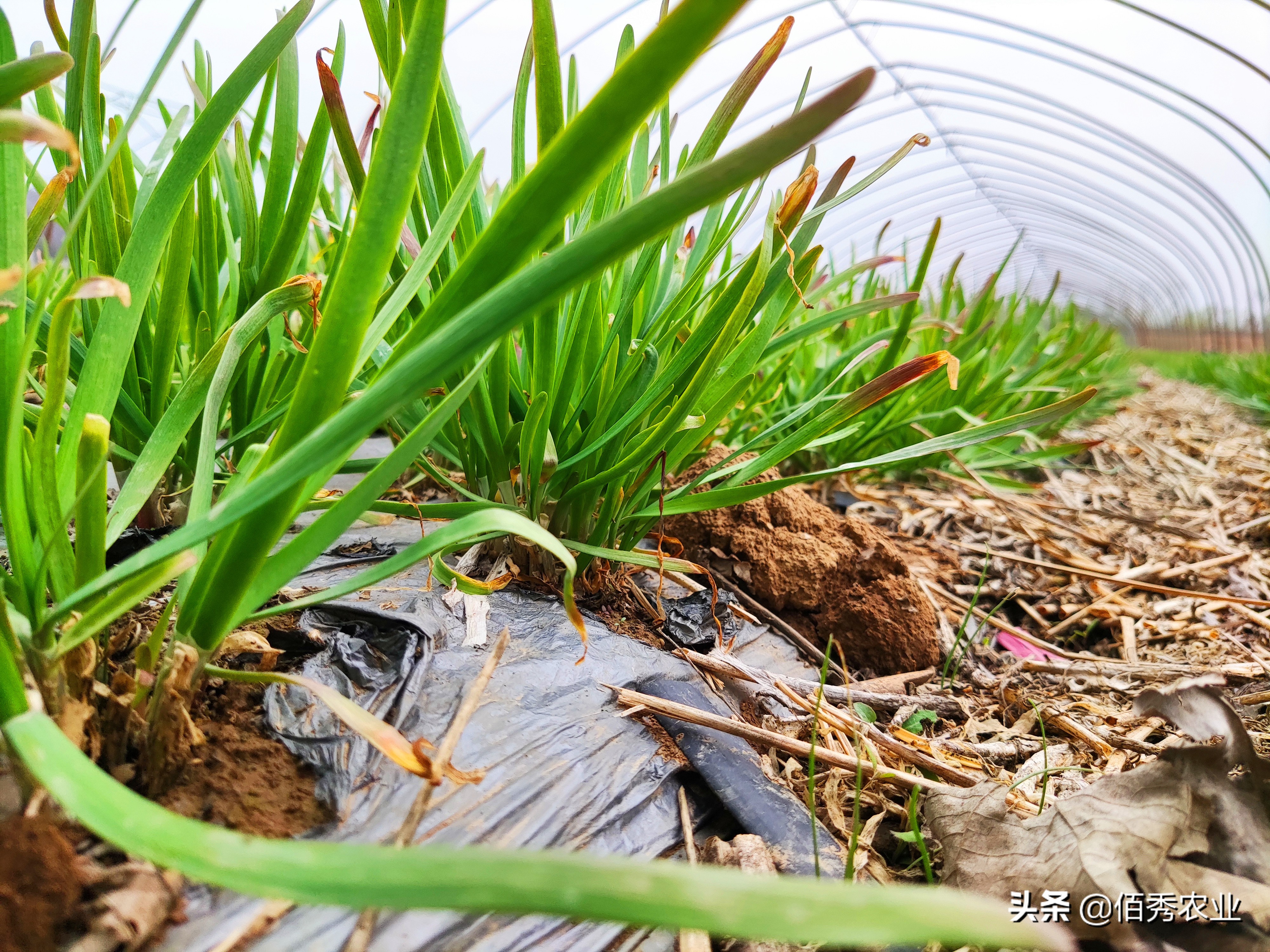 为什么韭菜要打这么多农药,韭菜用杀菌剂好吗视频