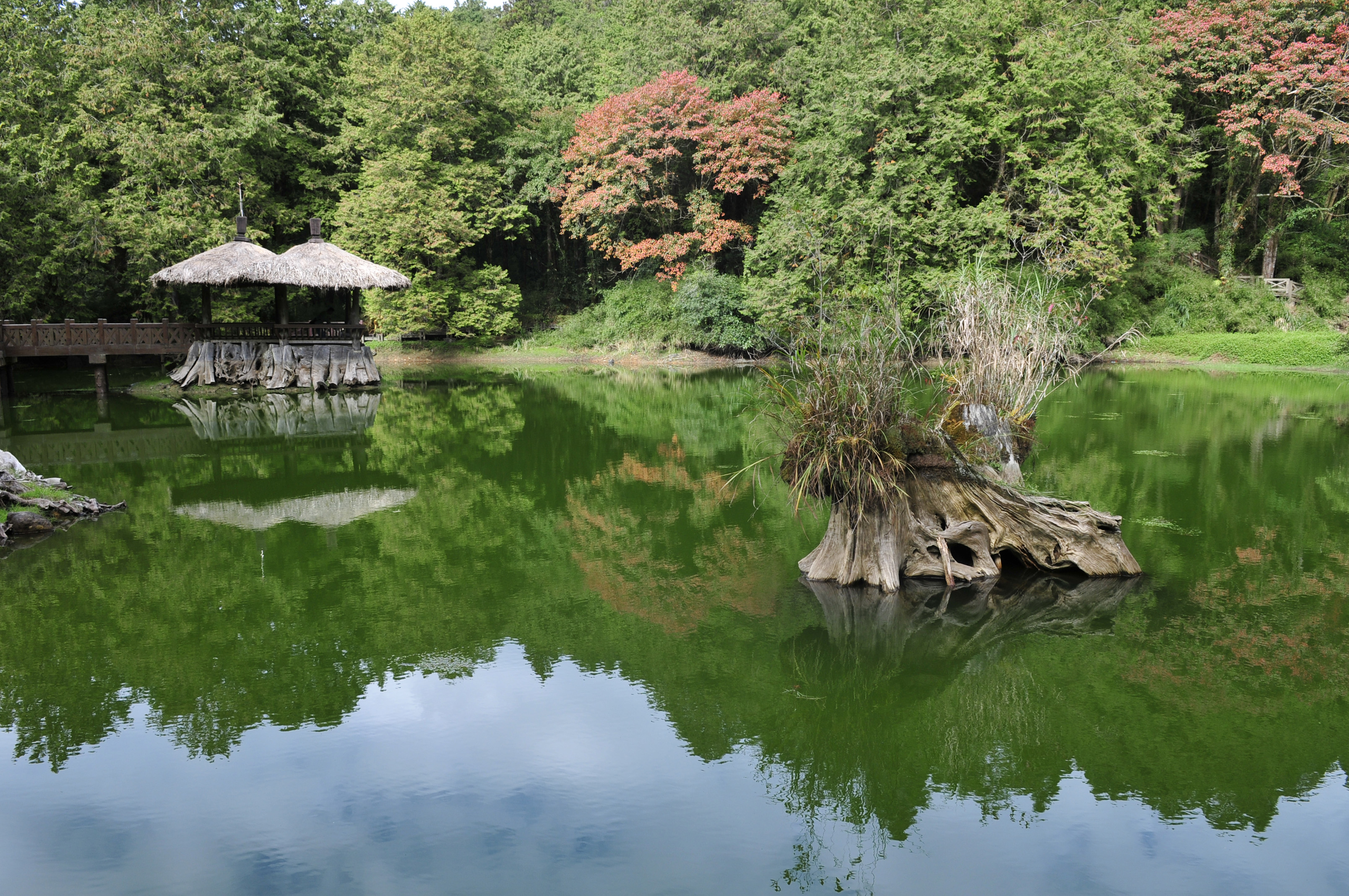 阿里山的故事告诉我们什么,台湾古树的故事
