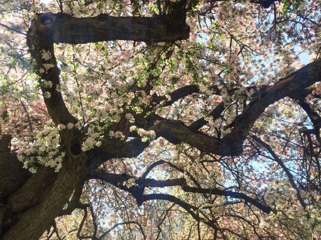 陆游春节的诗,陆游写的关于成都的诗