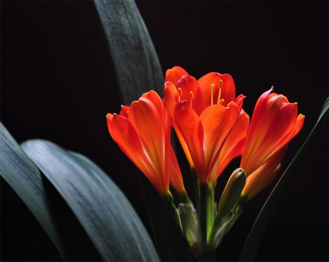 看看君子兰的浇水秘籍,给君子兰浇水牢记这5看