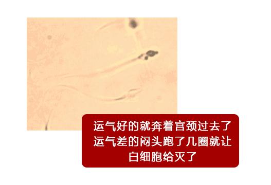 「漫画图解」精子先生“过三关斩六将”的求爱之旅