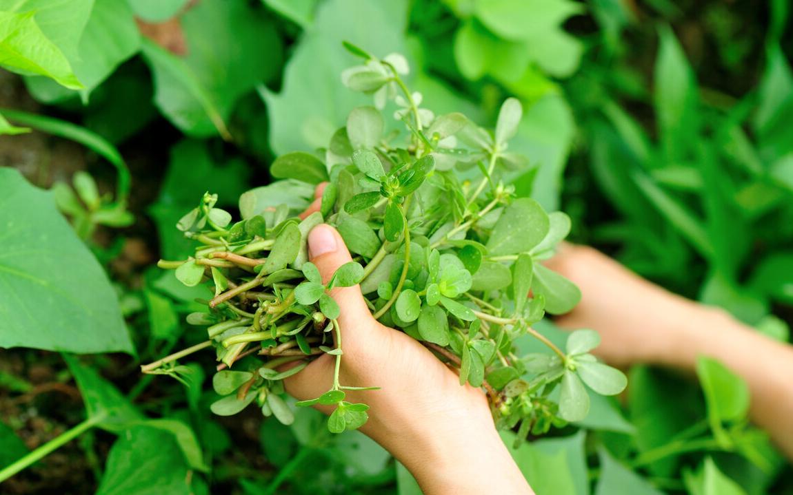 冬季养肝健脾茶推荐,冬季养肝降火喝什么茶