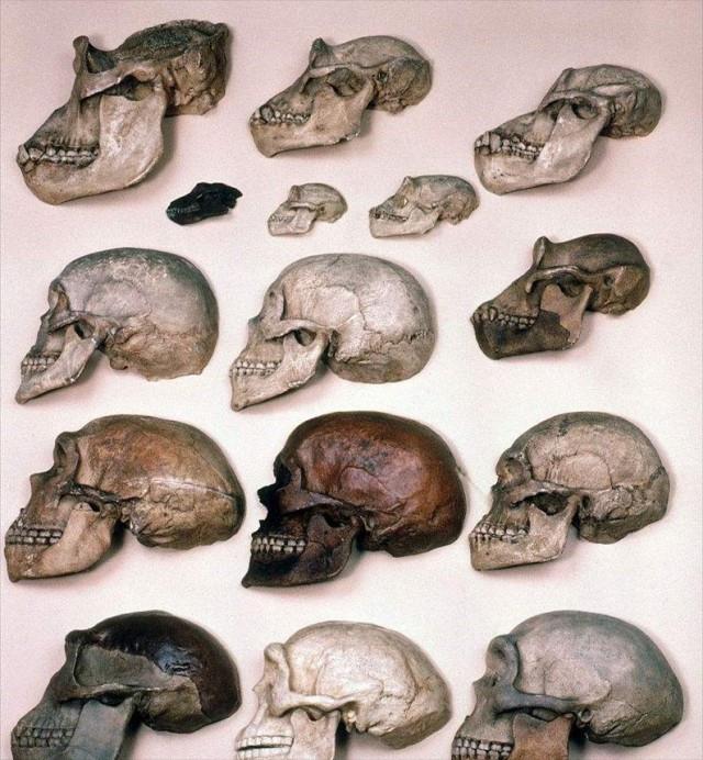 了解了日本历史的日本人,日本人原本是哪里人