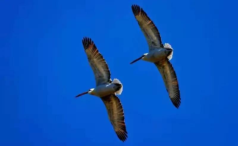 朔州：鹈鹕惊现东榆林