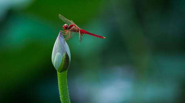 易经入门:阴阳五行,源于天象,是达成天人合一境界的重要途径