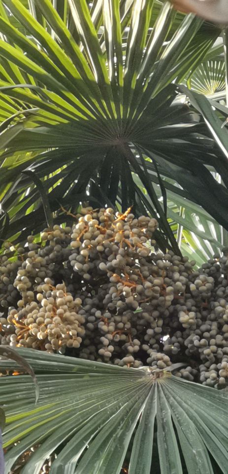 双膝外侧筋痛是怎么回事,膝关节痛髋关节痛双腿冰冷