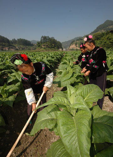 中国烟草一年营业额 (为什么中国草烟最赚钱)