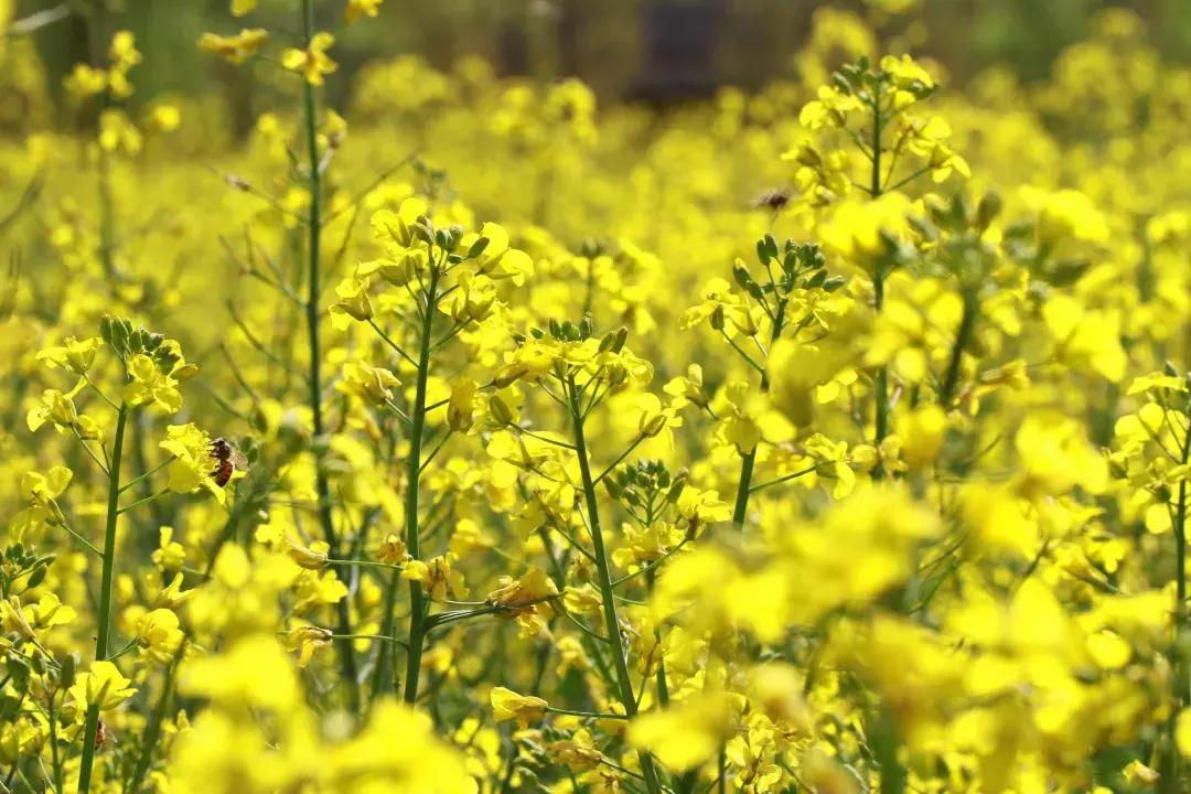 清明古诗词集锦,清明古诗词文案