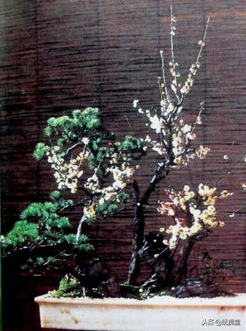 丛林式盆景欣赏,盆景欣赏及制作