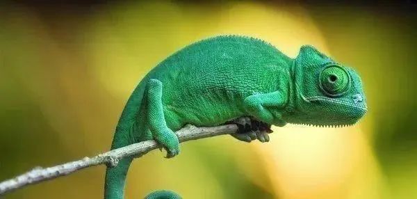 寿命最短的动物蜉蝣,动物寿命最短的是哪种