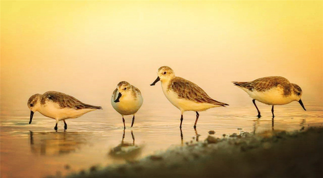 温州湾出现呆萌鸟，随地挖个坑就是“家”，总把嘴巴插入软泥里