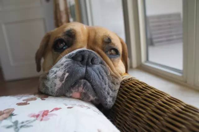 狗狗得细小一般熬过几天会好,狗狗得细小的原因有哪些