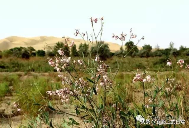 被低估的特产有哪些,被人低估的地方特产