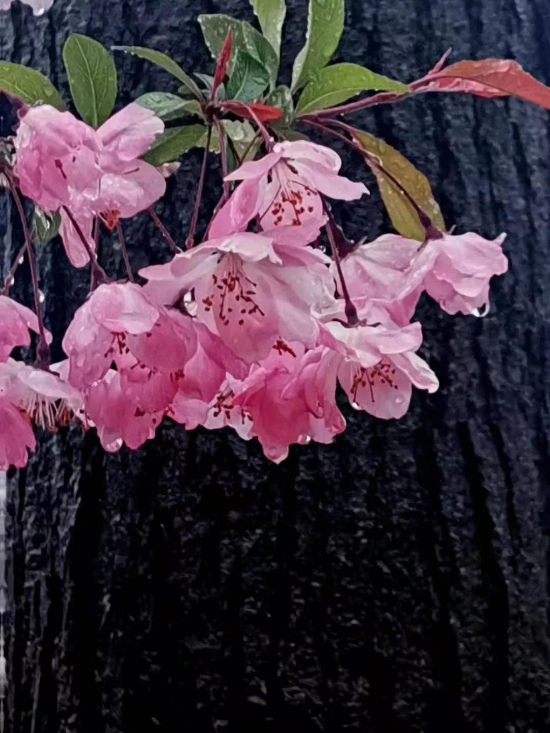 校外的童年时代系列篇之三十四：大哥的婚事