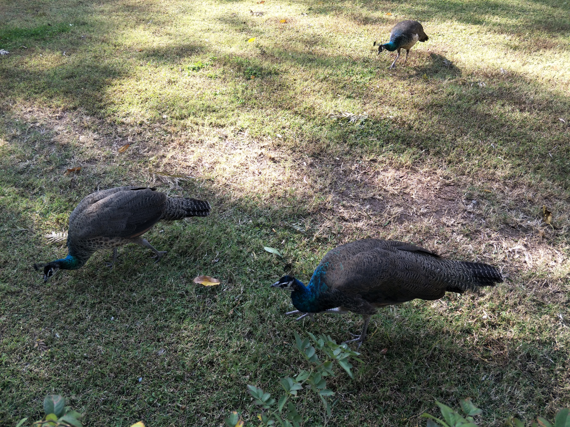 西昌一个花园式宾馆,国家领导人来昌的下榻地,成为网红打卡景点
