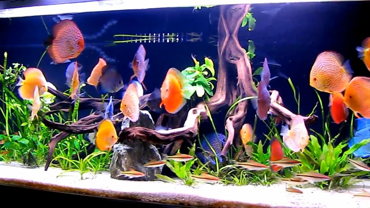 鱼缸里的油膜为什么会有危害,如何清除鱼缸油膜