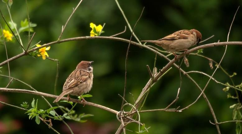 高清童年常见飞禽篇（值得珍藏）