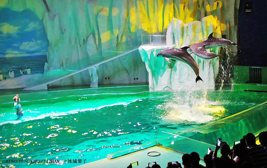 走进哈尔滨完整视频,走进哈尔滨海洋馆