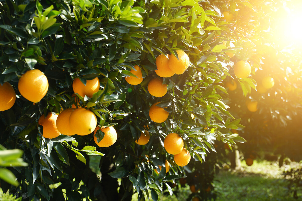 脐橙初期宣传文案,赣南脐橙营销推广语