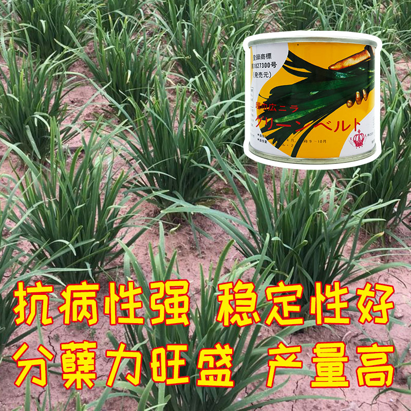 日本顶级韭菜品种,日本最好的韭菜品牌