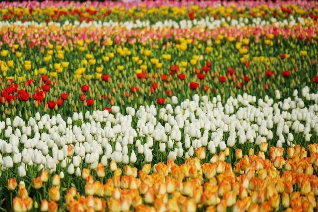 元宵花灯太美了,春季赏花郁金香太美了
