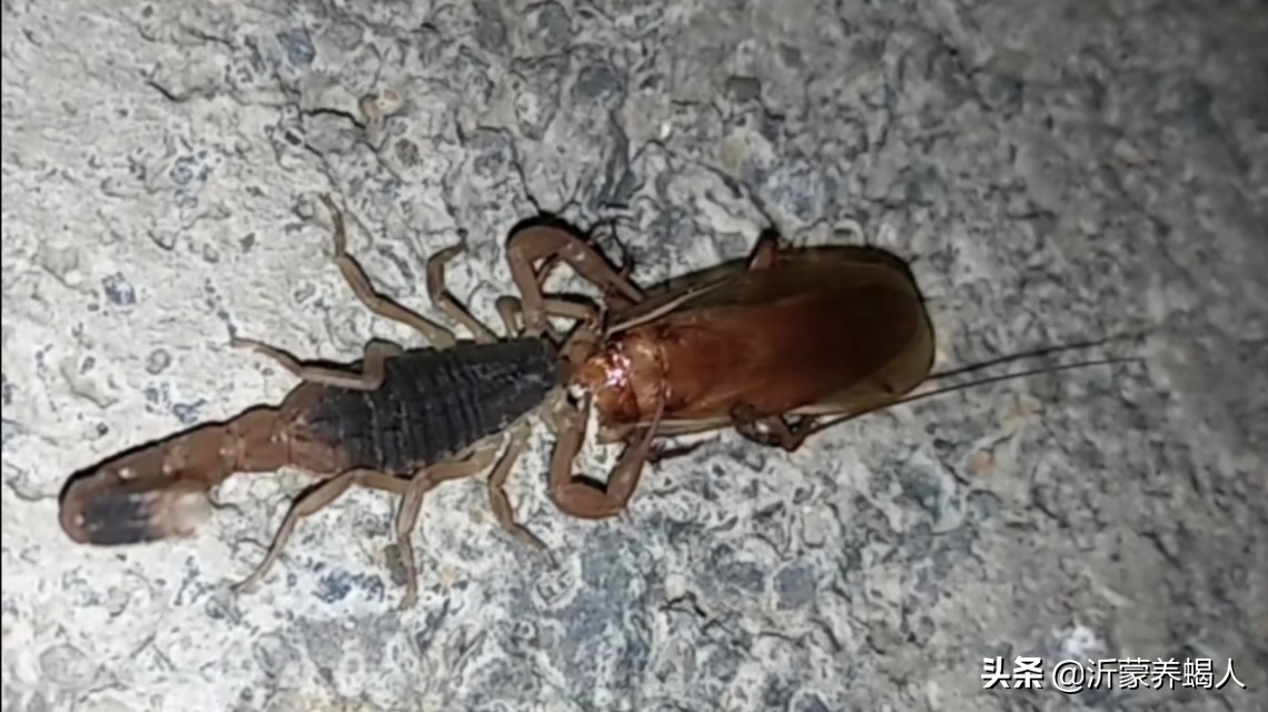 怎样使樱桃蟑螂繁殖更快,樱桃蟑螂单只会繁殖吗