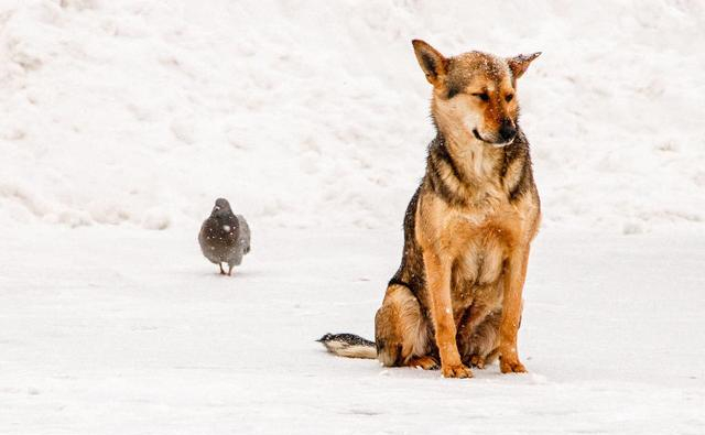 古代怎么治狂犬病,古代是怎么治狂犬病的