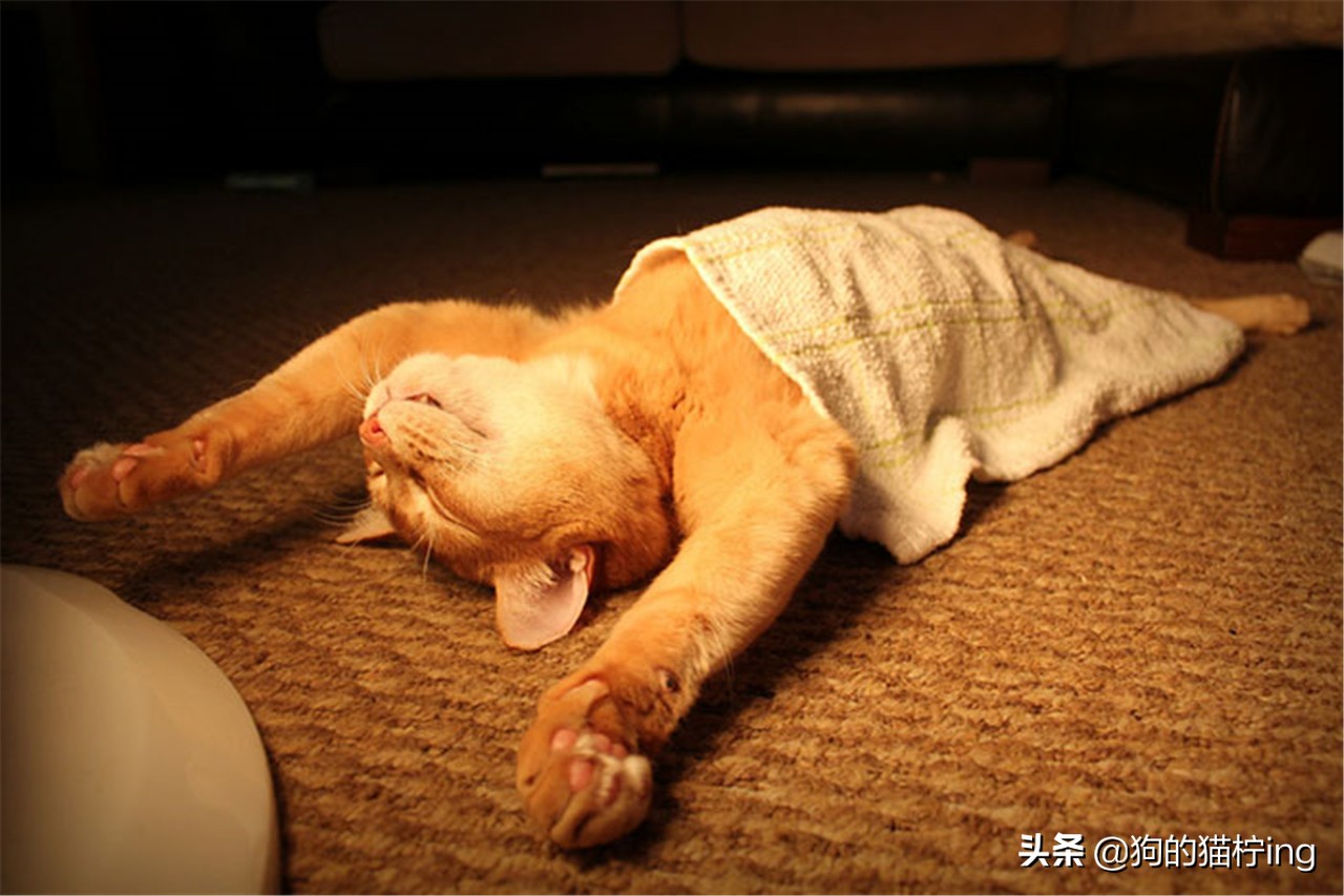 猫咪低温会脱水么,小奶猫咪脱水补水的最佳方法