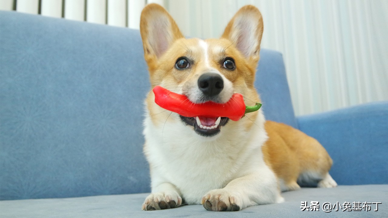 狗狗脚趾炎不让上药怎么办,狗狗脚趾炎一般几天能好