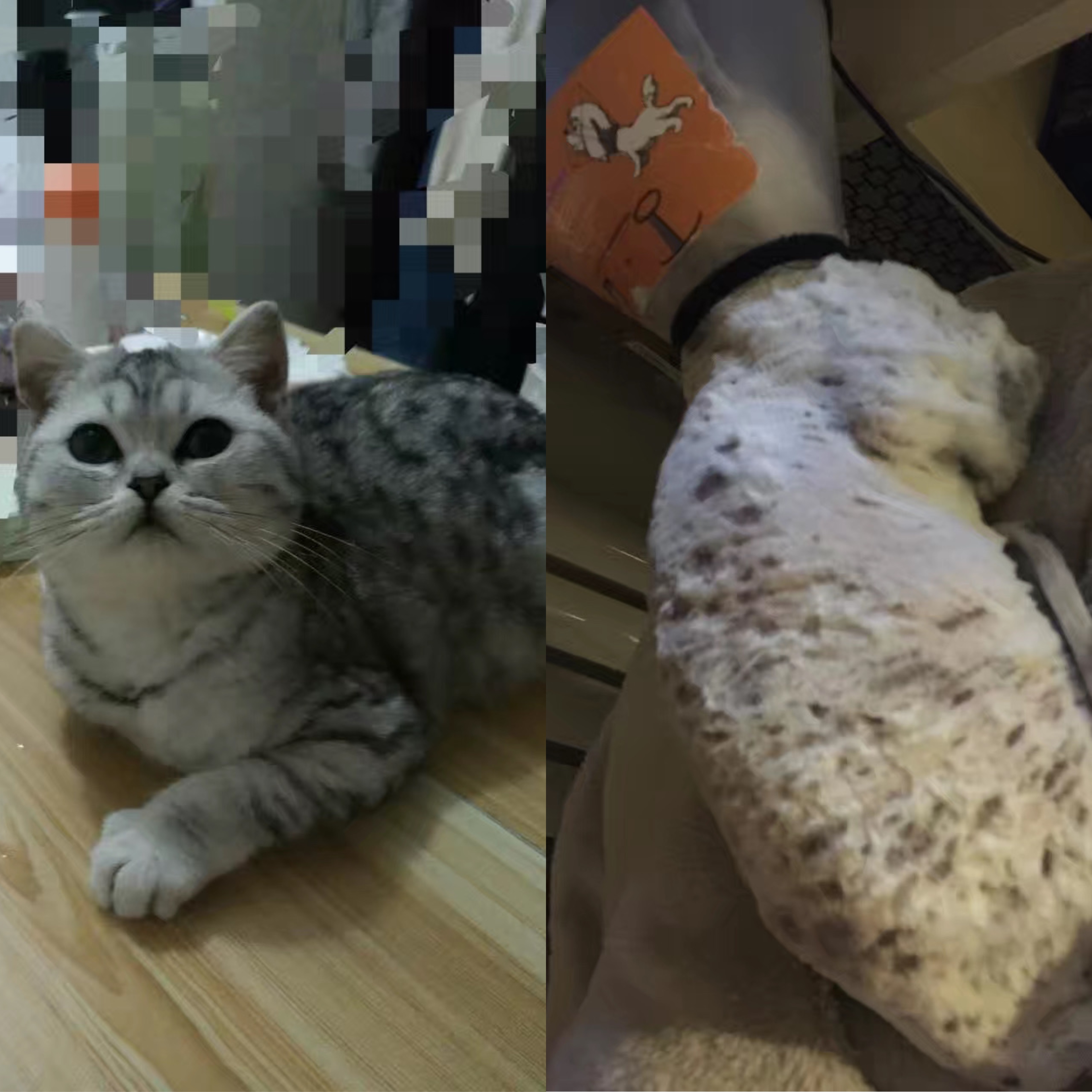 根治猫咪癣的特效药,治疗猫咪猫癣的中药方子