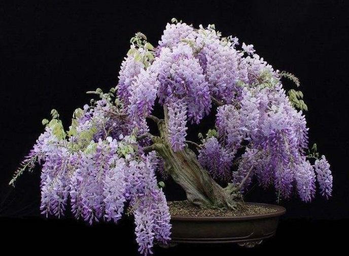 紫藤能盆栽吗怎么养,紫藤可以养花吗