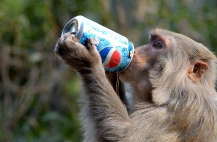 百事与可口的可乐之争,百事与可口可乐大战