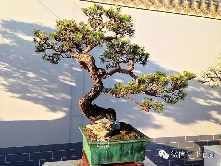 苍劲古朴挺拔有力的老桩盆景欣赏,老态龙钟盆景作品欣赏