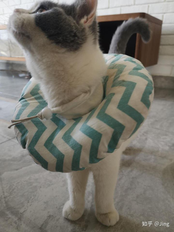 猫癣护理,幼猫猫癣最快治愈方法