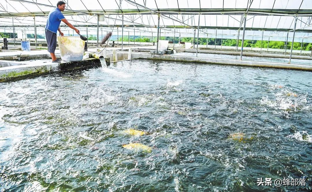 什么鱼最好养殖最挣钱,农村养殖鱼的技巧和注意事项