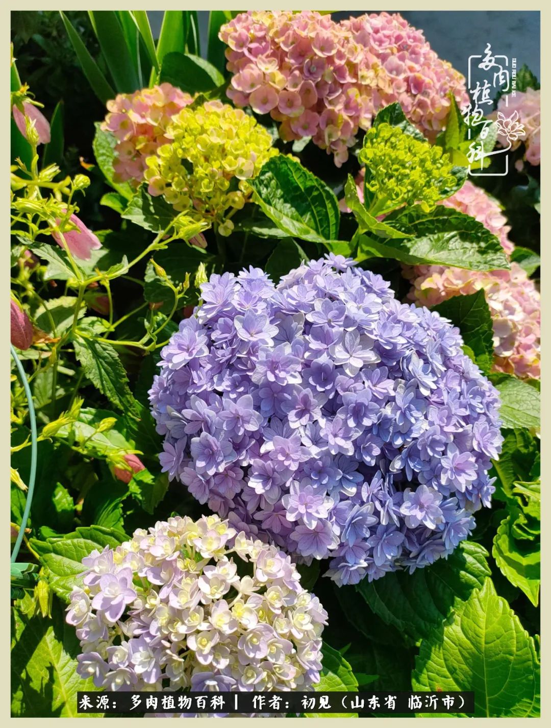 和多肉植物相伴,和多肉相处的心情