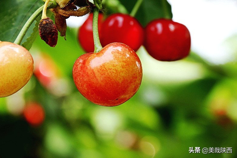 樱桃采摘园西安白鹿仓,摘樱桃西安的去处