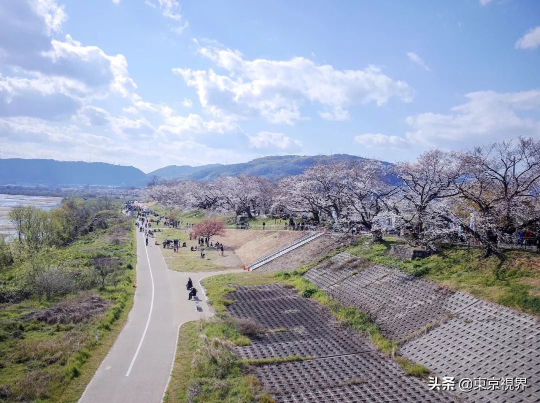 我在京都，攒下一整个春日的绝美樱色送给你。