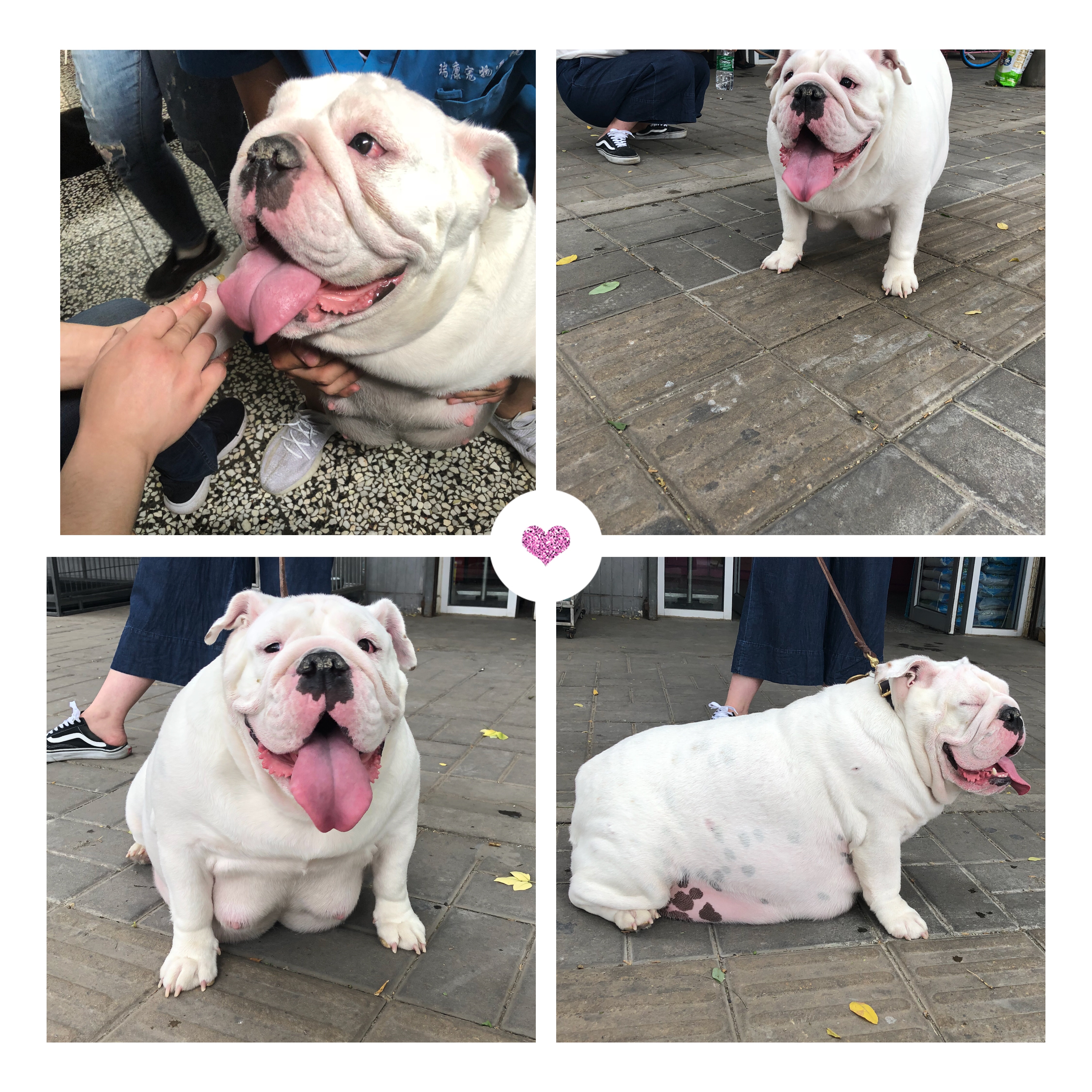 英牛怀孕成功率,英牛孕期多少天