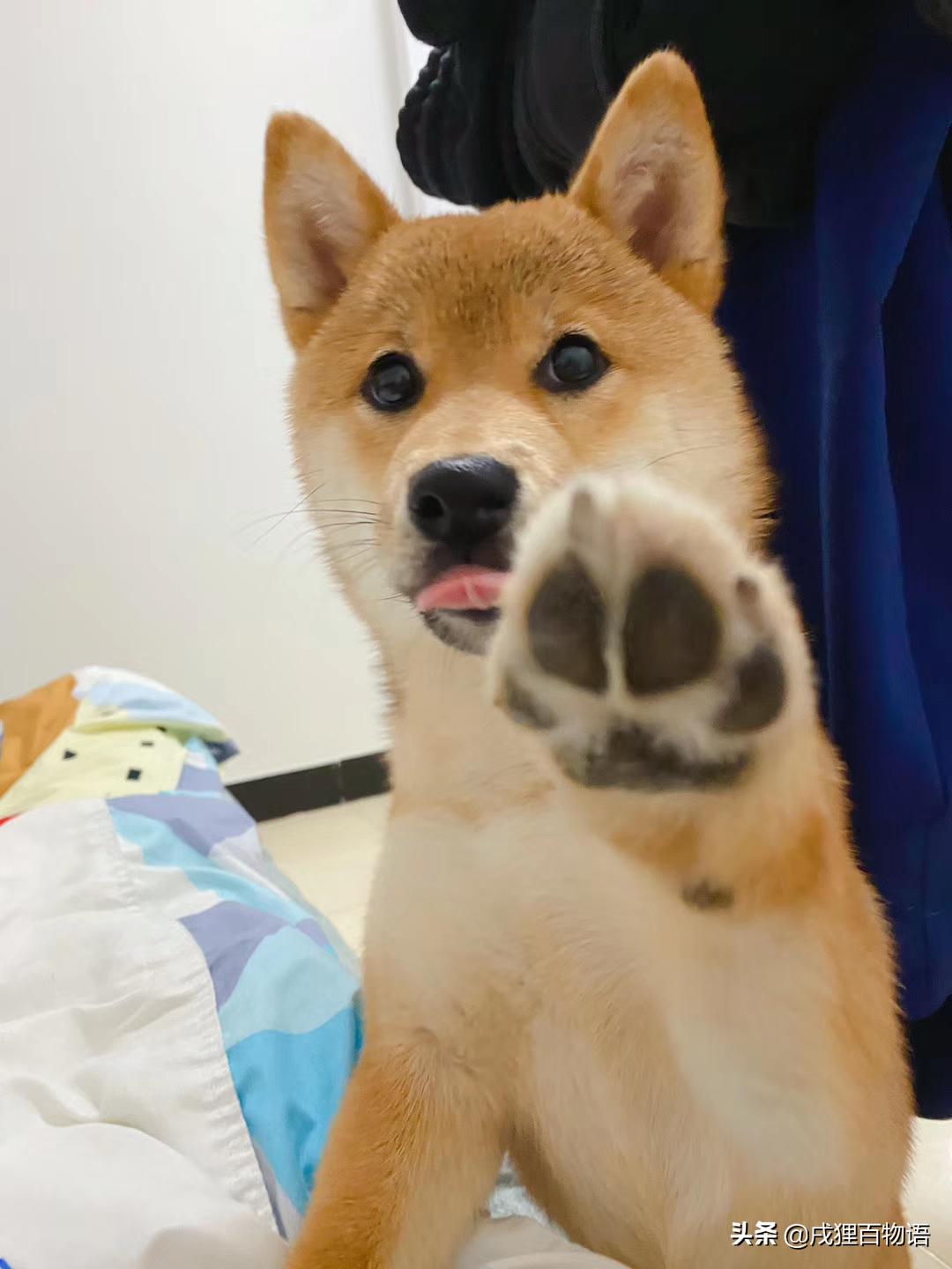 疫情期间宠物引起的疾病,疫情期间宠物便秘怎么解决