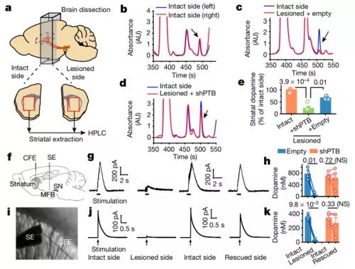付向东神经元,付向东神经再生