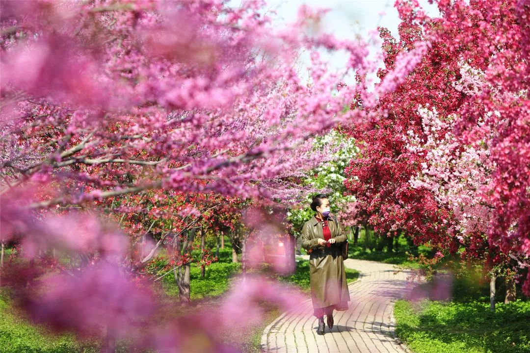 泰达广场花海,泰达花海美景图片