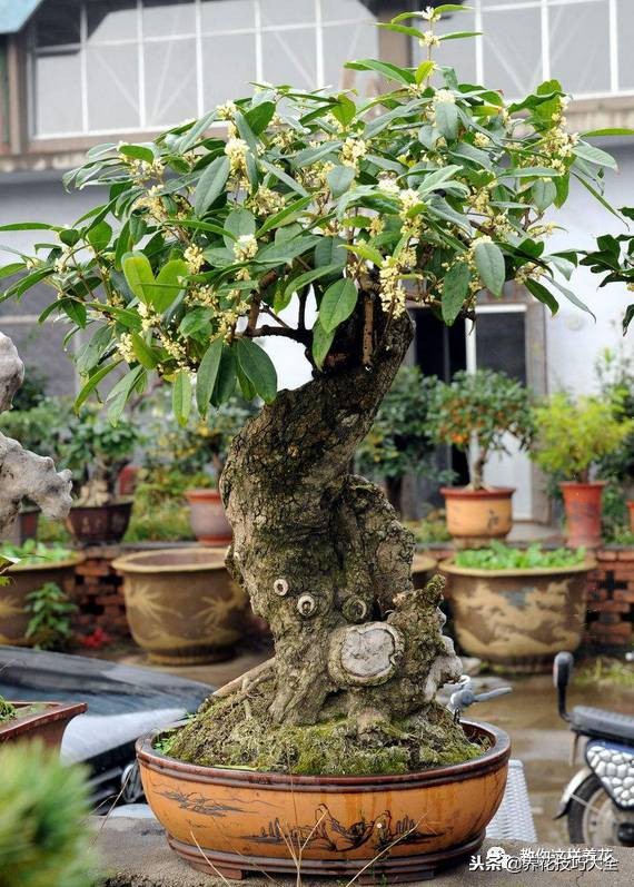 香味最好闻的十种花,一年四季都能闻到香味的四种花