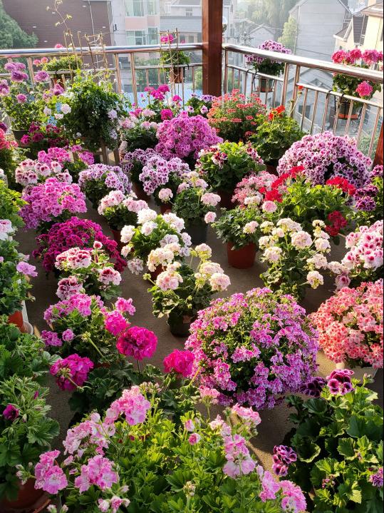 365天都开花名贵的盆栽,365天开花不断的花卉