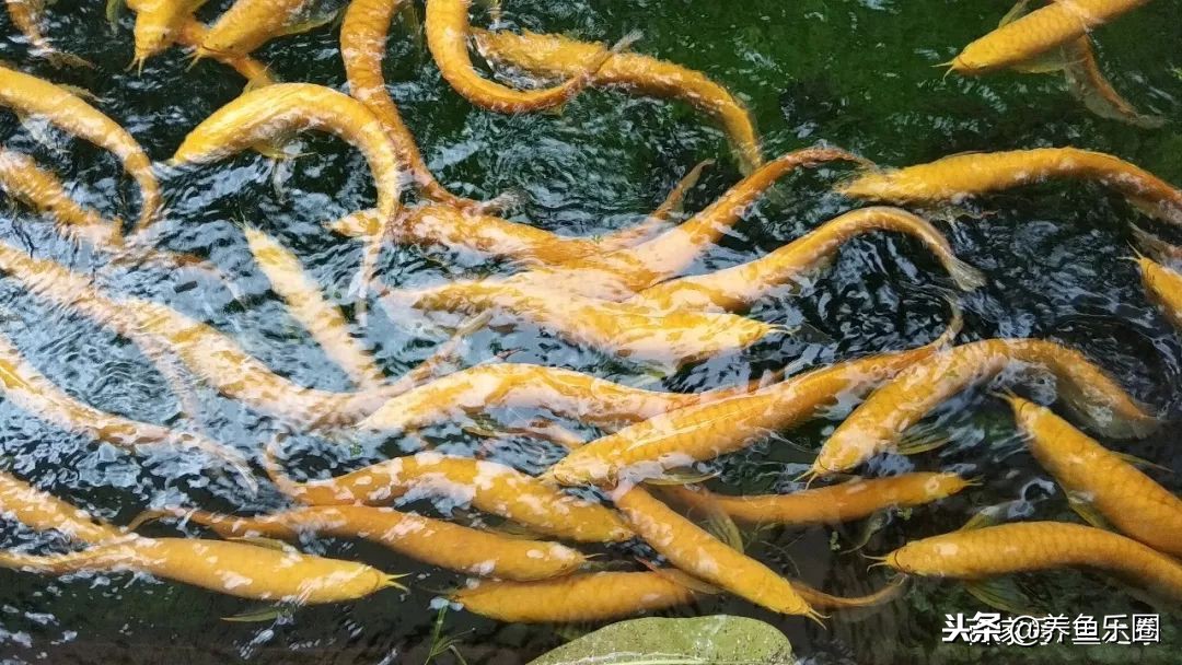 这位土豪家的渔场，光滤材就花了500多万，你确定不要见识一下？