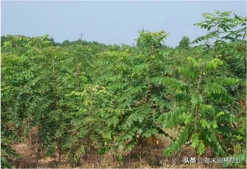 适合盐碱地的植物有哪些,绿化草耐旱品种